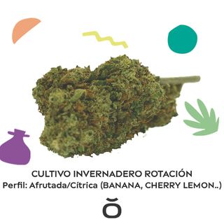 Variedad Citrica/Afrutada Invernadero 4 Gr