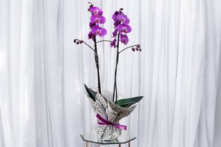 Orhidee 2 cu fire