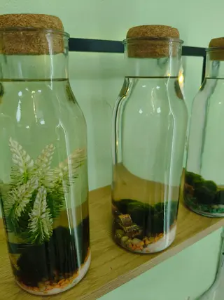 Marimo in bottiglia grande