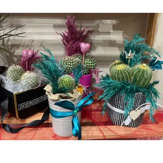 CACTUS GRANDI