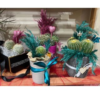 CACTUS GRANDI