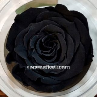 rosa stabilizzata nera