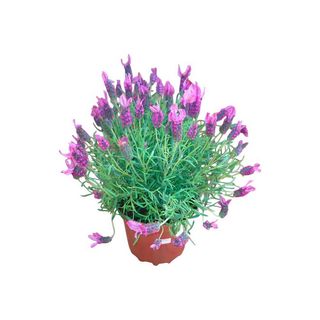 Vaso Alfazema