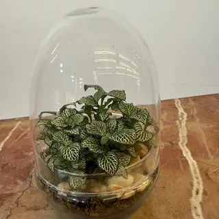 Invernadero de cristal