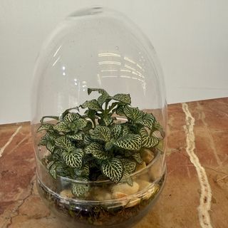 Invernadero de cristal