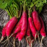 Red Radishes, Loose