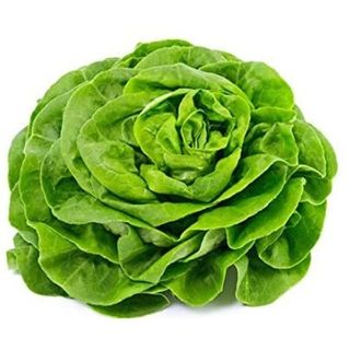 Insalata lattuga 1 pezzo