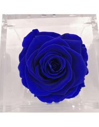 Rosa singola stabilizzata blu