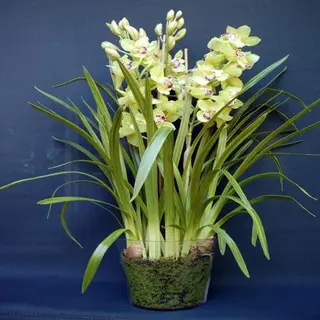 Orquídea Cymbidium