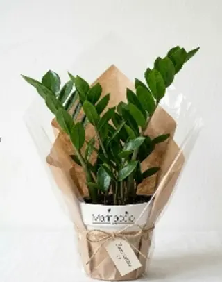 Zamioculcas