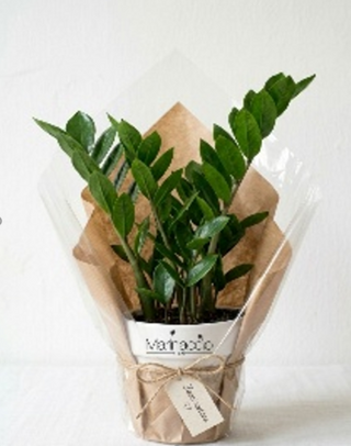 Zamioculcas