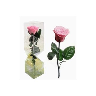 rosa rosa preservada de tallo largo