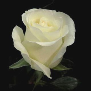 ROSA BIANCA GRANDE MAZZO DA 7 PZ.