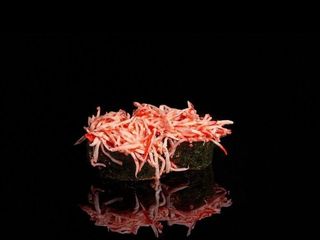 Gunkan cu Crab 2 buc.