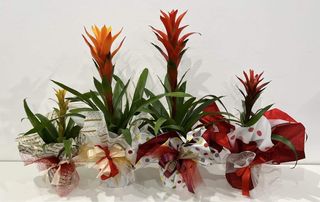 Bromelija aranžirana