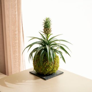 Ananas Kokedama