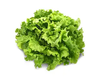 Salade Batavia Verte - Unité 