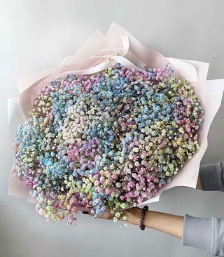 ფერადი გიფსოფილა