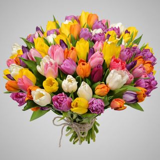 51 різнобарвний тюльпан!