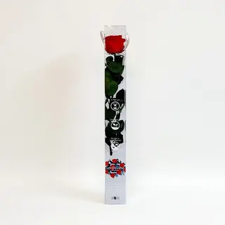 Una Rosa Roja Preservada