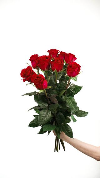 Róże ekwadorskie czerwone 9 szt. średniej wysokości