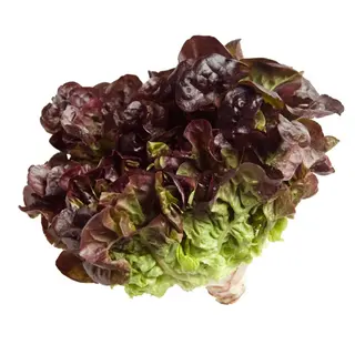 Lechuga Hoja De Roble Unidad 1 Ud.