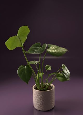 Монстера в керамична кашпа