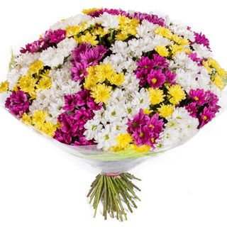 51 різнокольорова хризантема