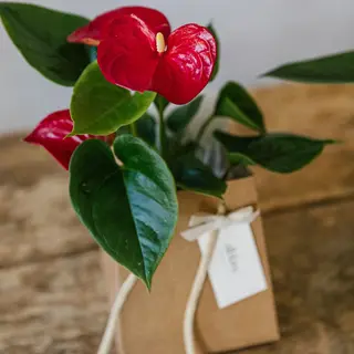Anthurium rojo planta
