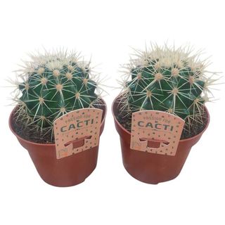 Vaso Echinocactus Grosonii I Barril Dourado