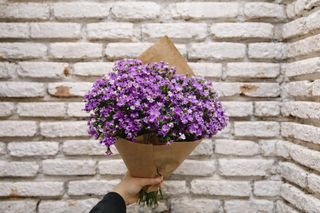 ბარბატუსის დიდი თაიგული