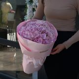 3 рожеві гортензії