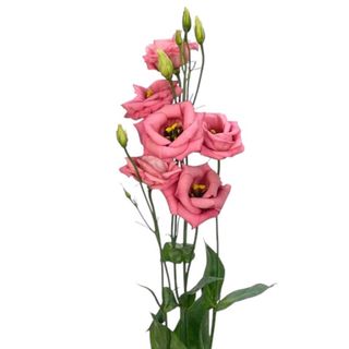 Lisianthus rosa