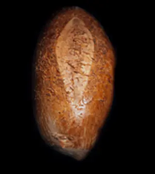 Pan Abuelo