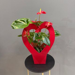 Anthurium con caja 