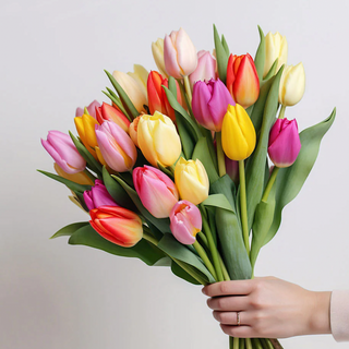 ფერადი ჰოლანდიური ტიტა (20 ცალი)