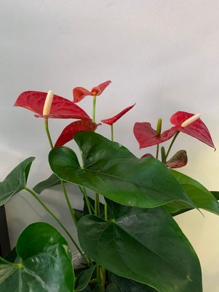 Anthurium