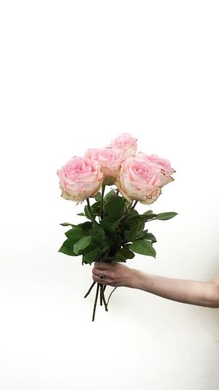 Róże ekwadorskie różowe 5 szt. średniej wysokości