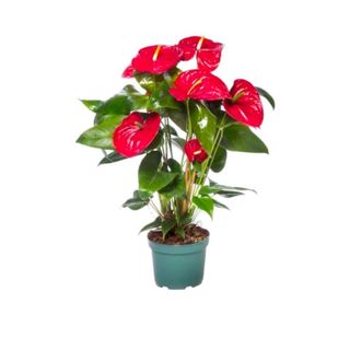 Vaso Antúrio Vermelho