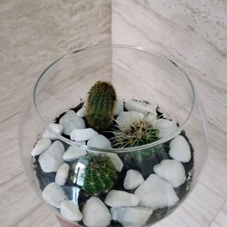 Mini Jardín De Cactus en Cristal 