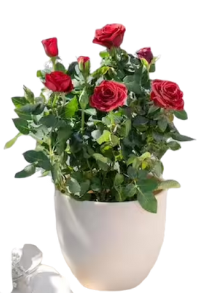 Bouquet di rose e gigli