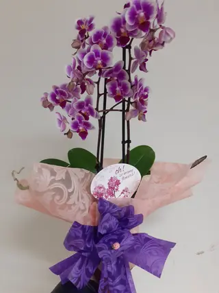 Planta Orquídea morada