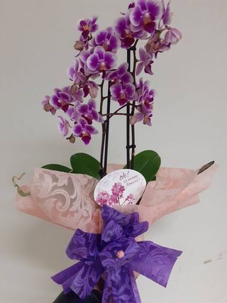 Planta De Orquídea Con Dos Varas Y Color Según Disponibilidad En Tienda.