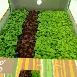 Shiso cf 
