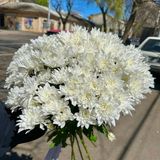 15 гілок білої зембли