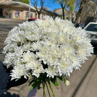 15 гілок білої зембли