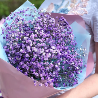 Bukiet fioletowej gipsówki 