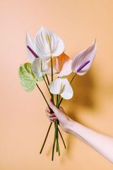 ანთორიუმი 5 ტოტი