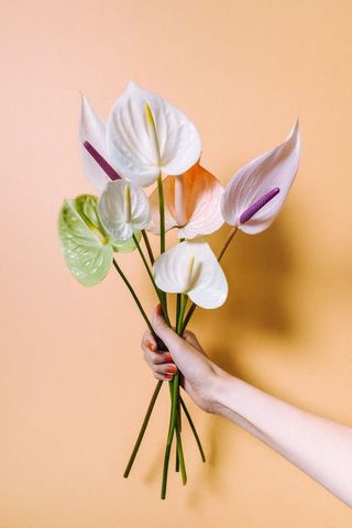 ანთორიუმი 5 ტოტი