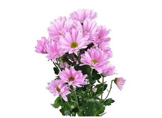 1 Хризантема, Розова | 1 piece
